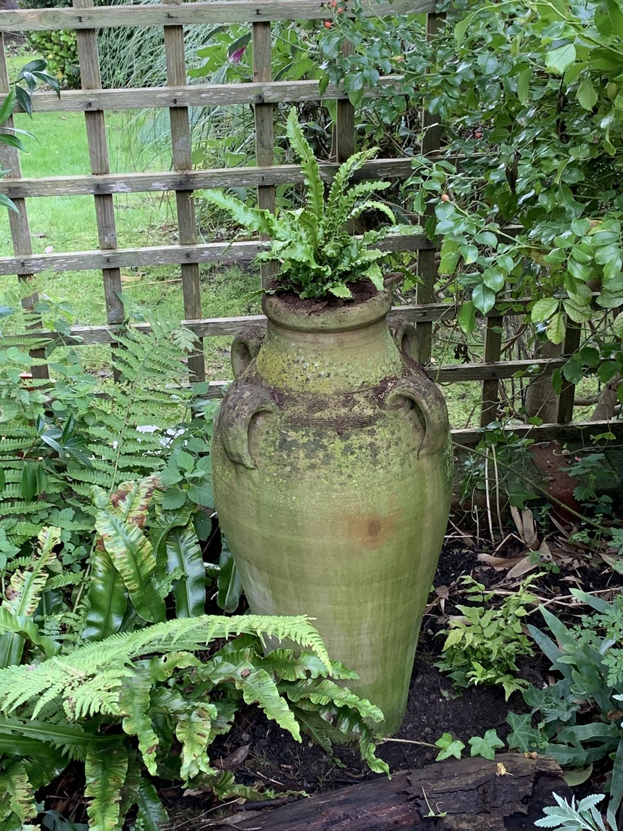 FMLdizzyAF's tweet image. Best time to plant ferns, B&amp;amp;Q selling 3 for £6, I even planted an old terracotta urn for height #GardenersWorld