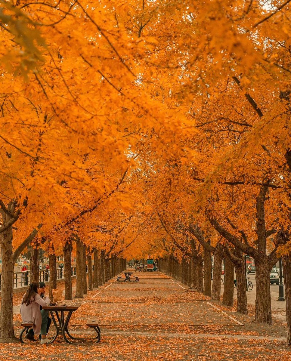 When autumn leaves fall like confetti. 🍂

📷 <a href="/Eric_Branover/">Eric Branover</a> #montreal