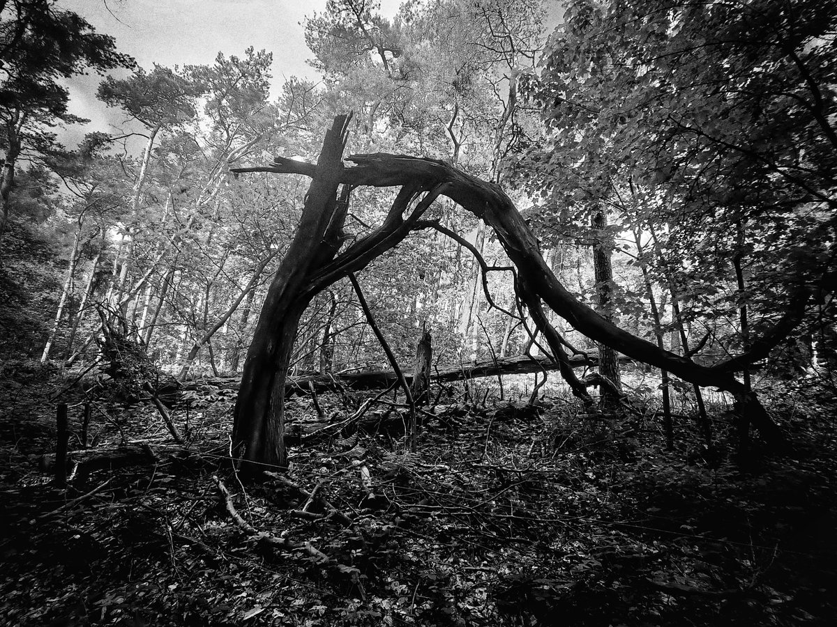 dex_aie's tweet photo. Fallen
#blackandwhite #blackandwhitephotography #monochromatic #monochrome #landscapephotography #dramaticphotography #darkart #darkphotography https://t.co/25W6Ma15Aw