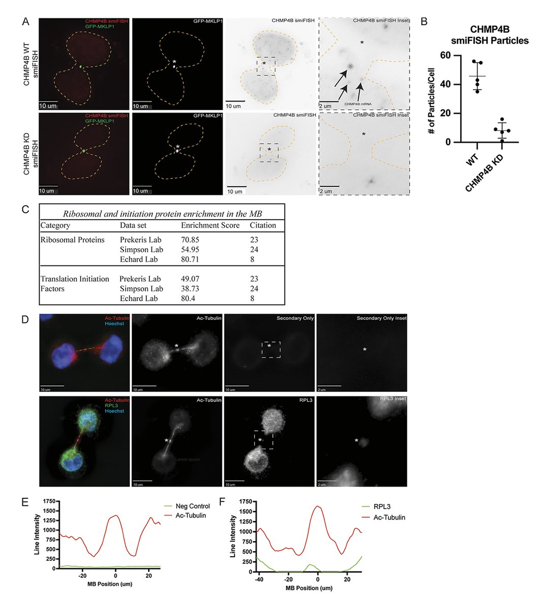 RockUPress's tweet image. In @JCellBiol, Farmer, @kvaeth13, @JMTali, @prekerislab et al. @CUAnschutz demonstrate that mRNA targeting and local translation at the midbody play an important role in regulating abscission during #cytokinesis. bit.ly/3Sps9Co

#RNABiology #CellCycle #CellDivision