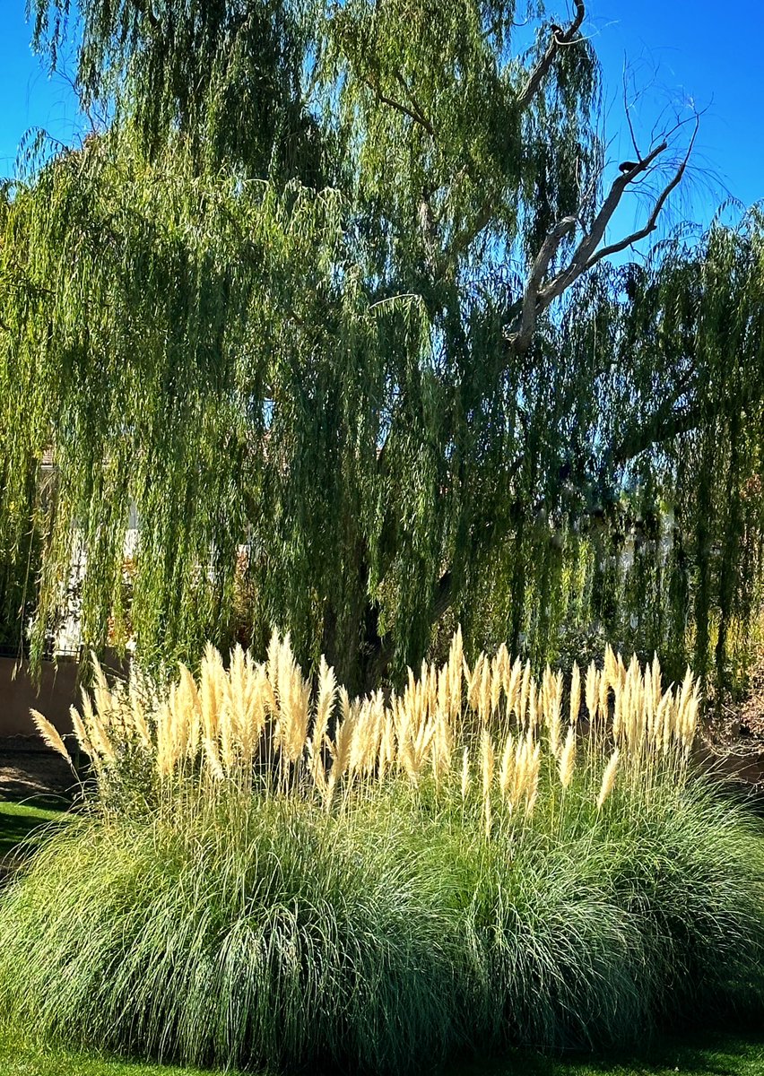 Willow and Pampas Grass…
