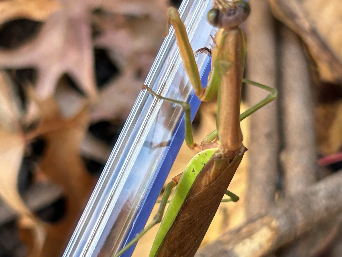Raging_Axolotls's tweet photo. Found this mantis on a window at school and caught them for observation, afterwards we returned them back to the wild. https://t.co/ni1XLYmuuA