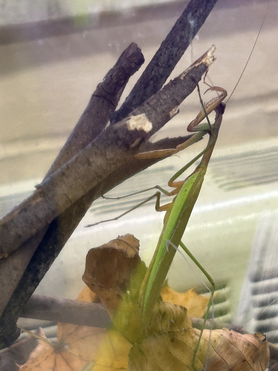 Raging_Axolotls's tweet photo. Found this mantis on a window at school and caught them for observation, afterwards we returned them back to the wild. https://t.co/ni1XLYmuuA