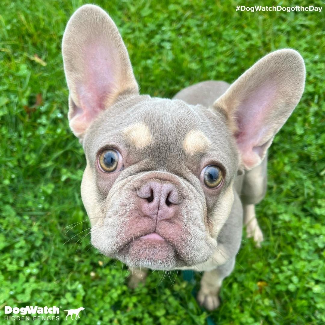 Doc Holliday the Frenchie, new customer of Hudson Valley DogWatch, just popped in to wish you all a wonderful weekend!🐾

Go to bit.ly/47jk5qW to learn more about how our Hidden Fences keep sweet dogs like Doc safe! 👍

#DogWatchDogoftheDay #dogtraining #FrenchBulldog