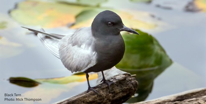 Audubon_GL's tweet photo. Great news for Michigan birds: the MI #CleanEnergyFuturePackage passed the House! These climate-friendly bills will put the state on the path to 100 percent carbon-free energy to protect birds, like the vulnerable Black Tern, and people! https://t.co/uUVF6XqUK0