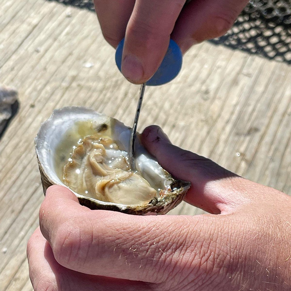 JayDucoteTravel's tweet image. I visited @NavyCoveOysters today in @VisitALBeaches to see their operation, taste some great off-bottom #oysters, and get the tea from Eric Bradley about the hatching, farming, and eating of oysters! #visitalbeaches #albeachblogger @OysterSouth