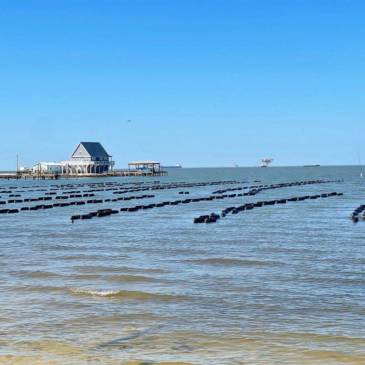 I visited @NavyCoveOysters today in @VisitALBeaches to see their operation, taste some great off-bottom #oysters, and get the tea from Eric Bradley about the hatching, farming, and eating of oysters! #visitalbeaches #albeachblogger @OysterSouth