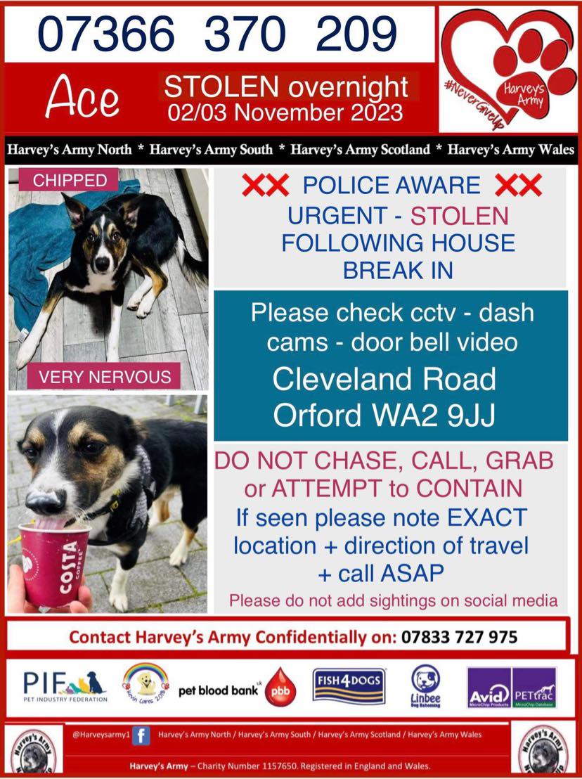 STOLEN #dog pls #RT if seen ☎️ #CheshirePolice or #MerseysidePolice #Chipped but VERY NERVOUS  #FindAce