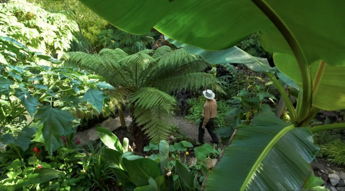 FMLdizzyAF's tweet image. Jack’s exotic tropical garden is beautiful reminds me of hot Summer days #GardenersWorld