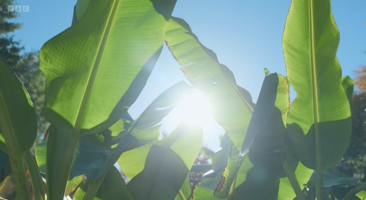 FMLdizzyAF's tweet image. Jack’s exotic tropical garden is beautiful reminds me of hot Summer days #GardenersWorld