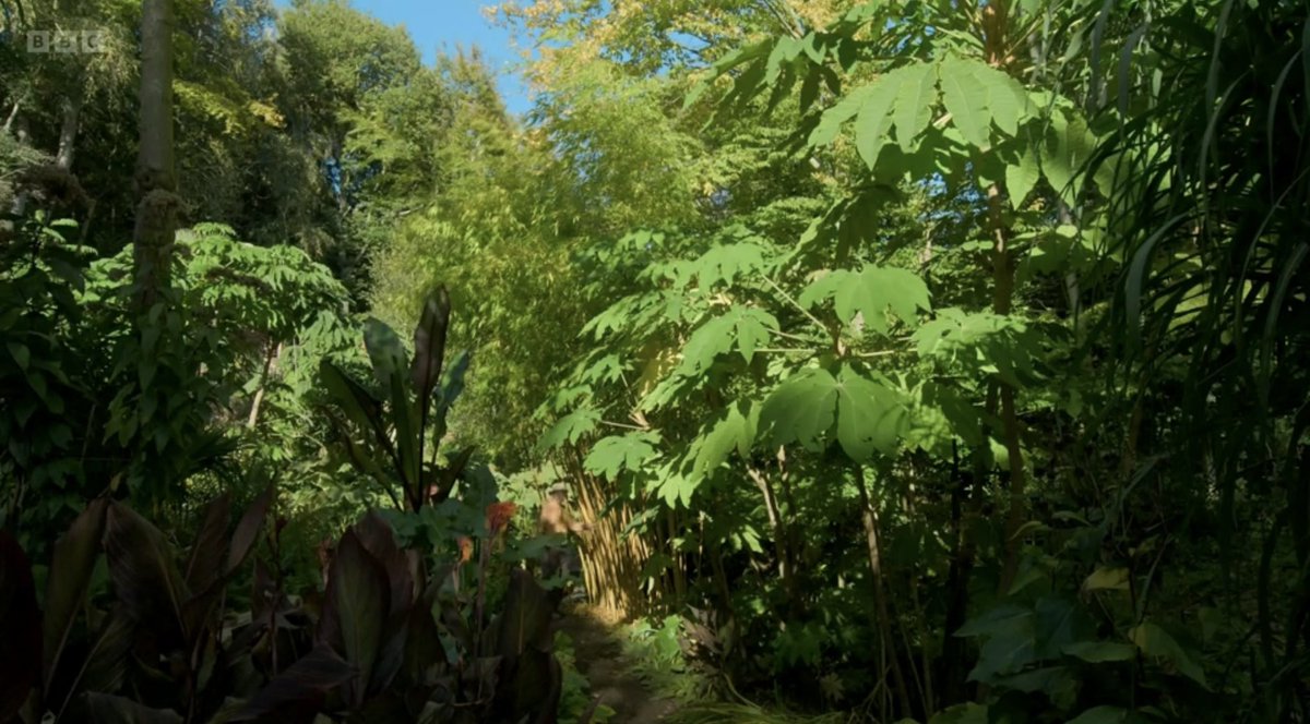 FMLdizzyAF's tweet image. Jack’s exotic tropical garden is beautiful reminds me of hot Summer days #GardenersWorld
