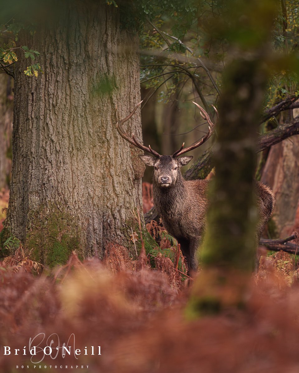 This lad was keeping me on his radar. 

#youngbuck #stag #deerrut #killarneynationalpark #autumn #autumnvibes🍁 #sonyalpha #femalephotographer #BONPhotography