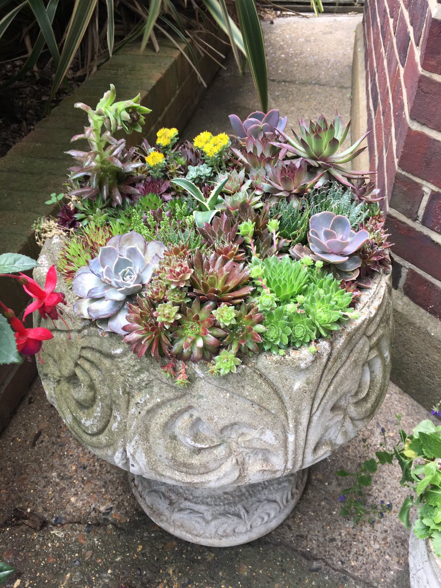 FMLdizzyAF's tweet image. Succulents are the best plants to start off with they take hardly any care #GardenersWorld