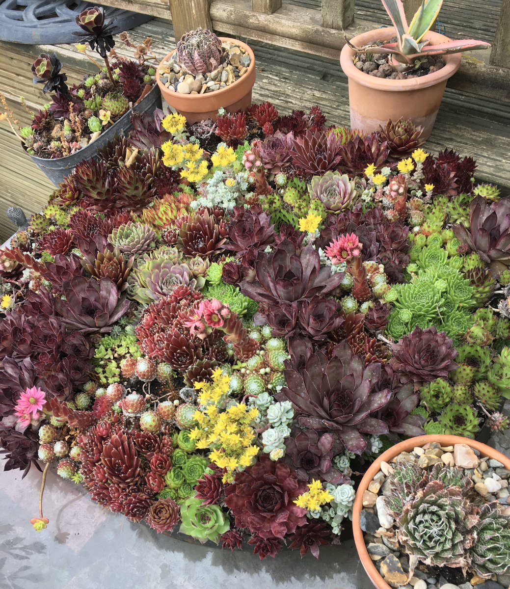 FMLdizzyAF's tweet image. Succulents are the best plants to start off with they take hardly any care #GardenersWorld
