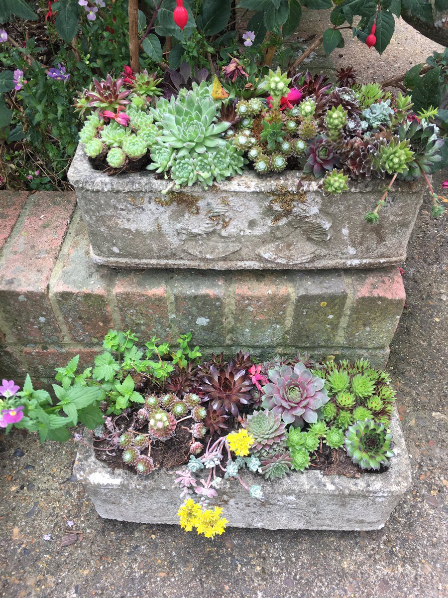 FMLdizzyAF's tweet image. Succulents are the best plants to start off with they take hardly any care #GardenersWorld