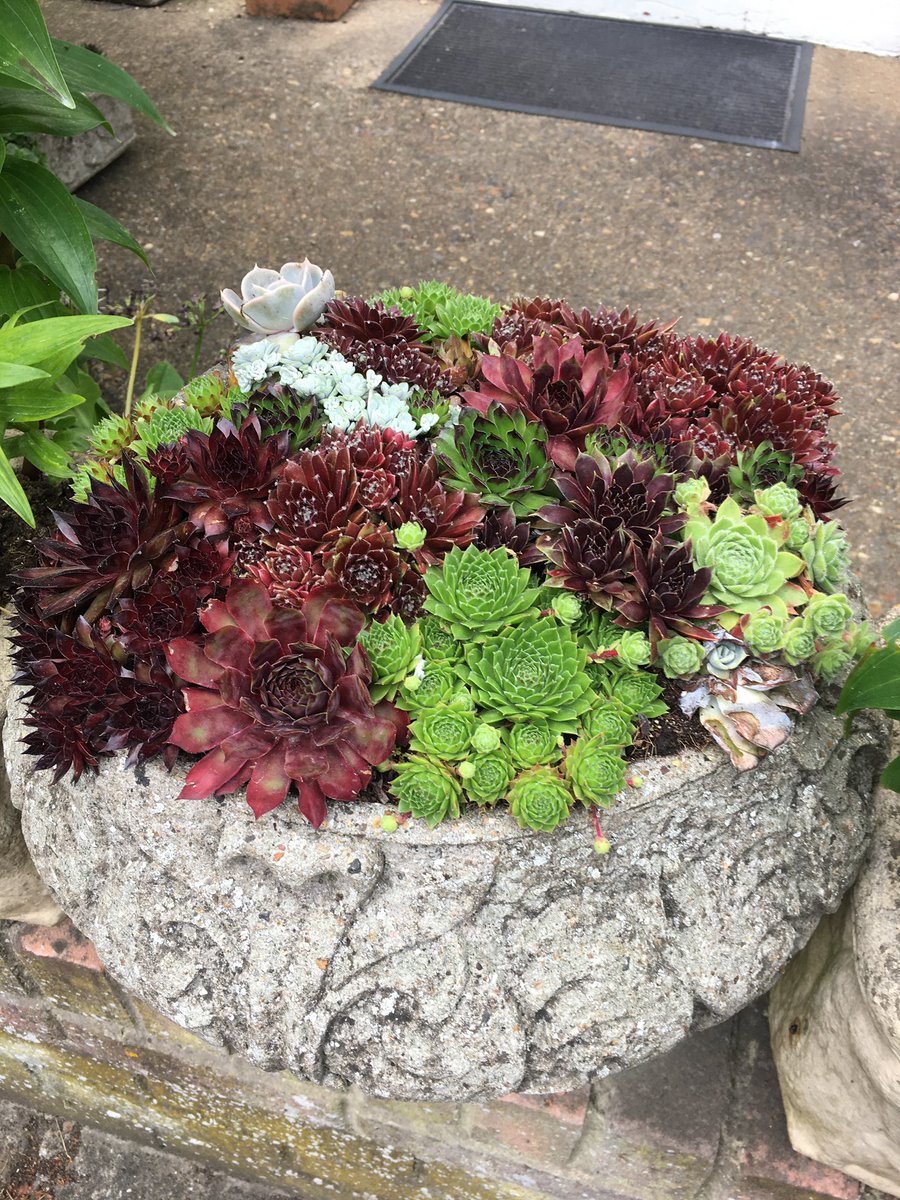 FMLdizzyAF's tweet image. Succulents are the best plants to start off with they take hardly any care #GardenersWorld