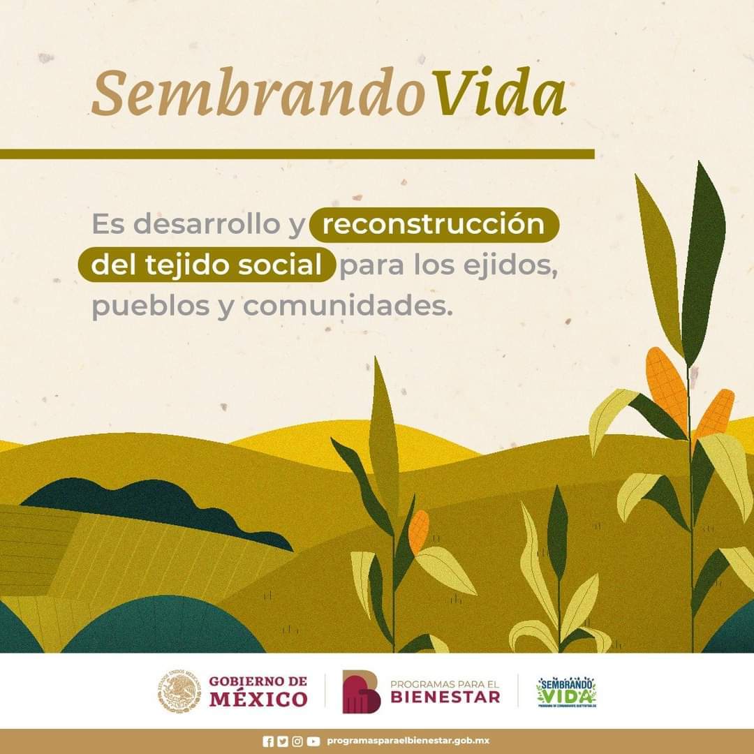 apoyosbienestar's tweet photo. 🌱 Con #SembrandoVida cosechamos éxitos. Expertos y académicos analizaron los avances del programa que promueve trabajo digno, empoderamiento de la mujer en el campo y la lucha contra el cambio climático, planteando metas para su continuidad. 🙌🏼

Entérate: https://t.co/YPFqK9YSzT https://t.co/ahlDkvnYHr