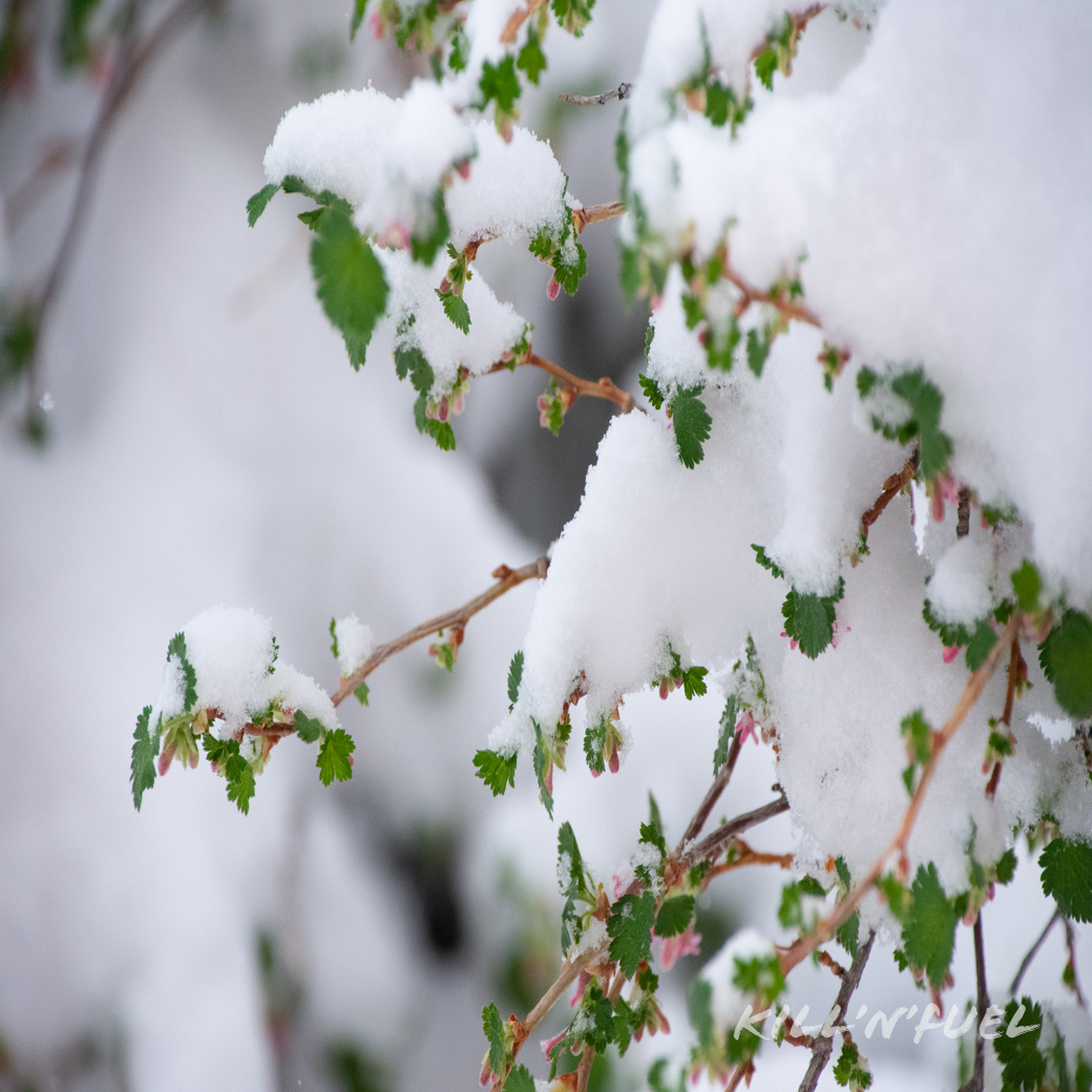KillNFuel's tweet photo. Macro photography! #snow #branches #beautiful #macrophotography #macrophotographylove #branch #winter #colorado #beautiful #closeup #macropractice #macrophoto #picoftheday #macrophotographyuniverse #macrophotographylover #macroworld #macrophotographyfans https://t.co/jBkKhECPMg