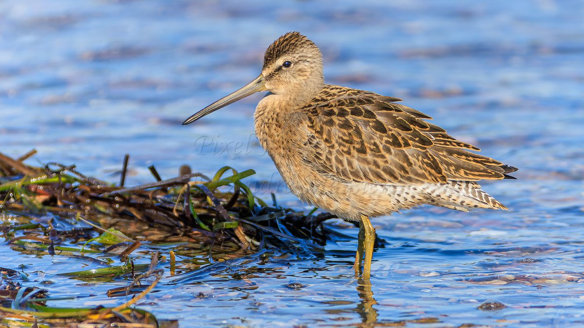 PixelNaturenet's tweet photo. #OrnithoQc #OrnithoGaspesie  Le Bécassin roux (Short-billed Dowitcher) #Bird #Birds #Birding #Birdwatching #Ornithology #NaturePhotography #BirdPhotography #Oiseau #Ornithologie #Shorebird https://t.co/npMjbPJR2P