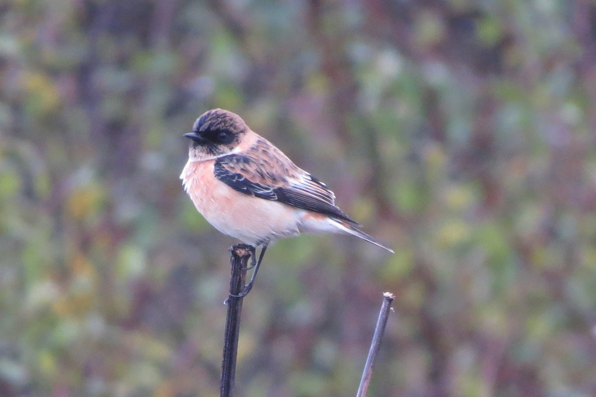 I always look forward to Oct like a kid looking forward to Christmas (usually from Jan!). Spent 63 hrs birding Hunley Hall GC during the month. At one point looked like Black Red was going to be the best bird, but what proved to be a Caspian Stonechat made the effort worthwhile.