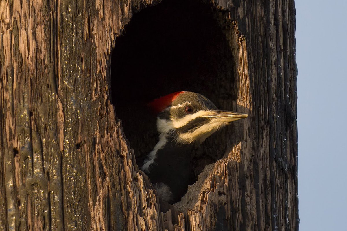whobedannyd's tweet photo. A Canadian Goose, a lonely Sparrow, a shy female Pileated Woodpecker hiding in an old utility pole, and a shady Cardinal, practicing to be a Christmas ornament - all enjoying, and being a part of, the beauty of Autumn!!
#WildlifePhotography
#GodsSplendor https://t.co/XQxrhuA8Pv