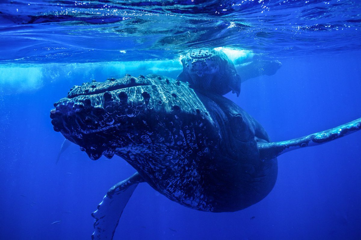 Go slow, whales below! With the return of humpback whales, or Koholā, to Hawaiʻi waters, we want to remind ocean users to keep a safe & legal distance of at least 100 yards from whales, and reduce vessel speed. 📷: J. Moore/NOAA permit 15240