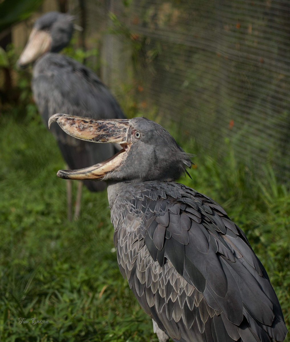 DailyShoebills's tweet photo. Zero flirting with Ladybill. 😍 📸 Tom Dotson #shoebill https://t.co/UMjrqJawRn