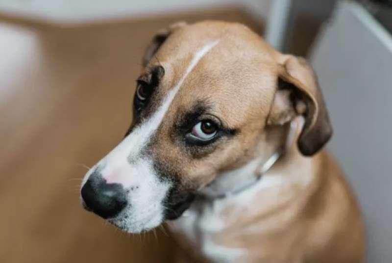 Los animales no son miembros de una familia: Conferencia Episcopal de Colombia