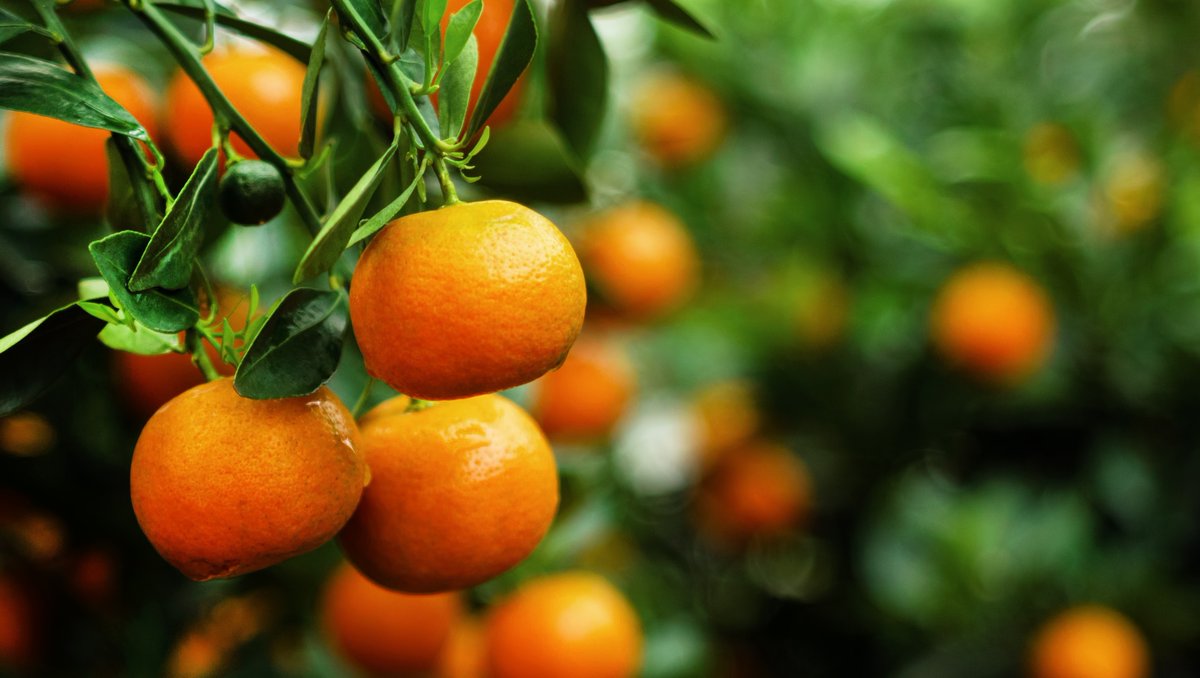 BDRdaily's tweet photo. 6 Zesty Recipes to Make the Most of Clementine Season
https://t.co/rmxNzlvbqA
#clementines #clementine #clementineseason #fallfruits #fallproduce #seasonalfruits #seasonal #clementinerecipes #recipes #fallrecipes #farmersmarket #mandarins #oranges #citrus #citrusrecipes https://t.co/wynXxb8moi