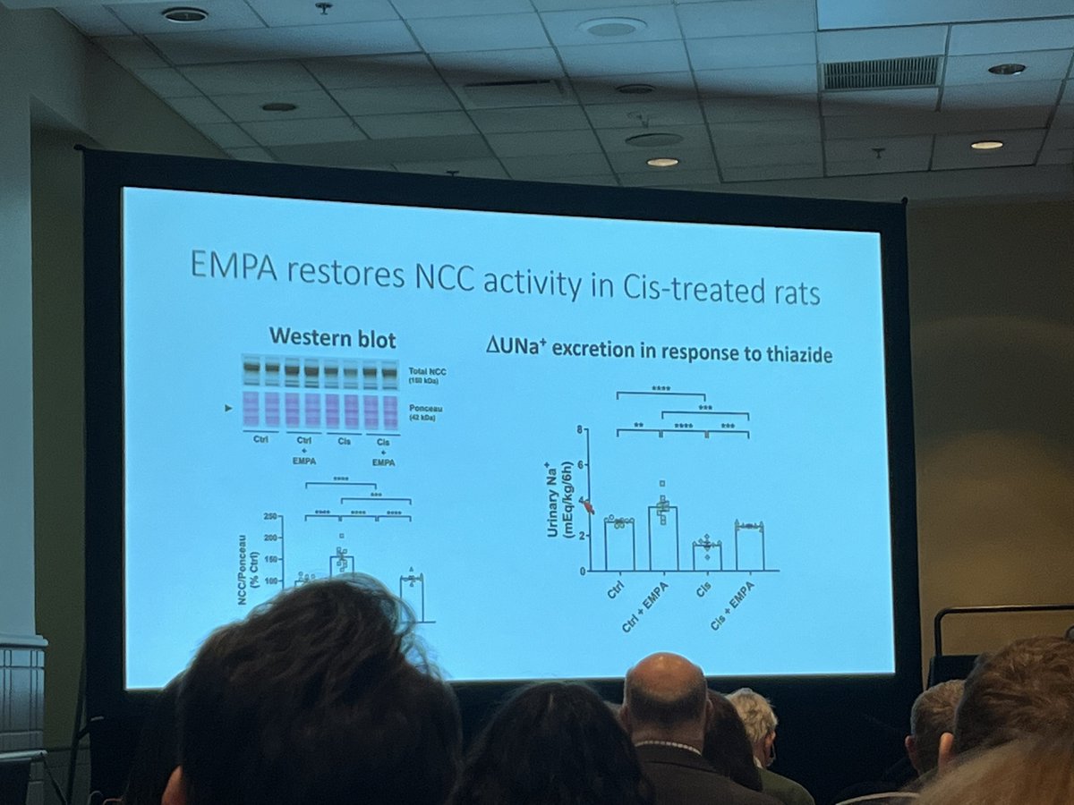 SGLT2 inhibition restores NCC activity and TRPM6 expression via CaSR stimulation, a potential mechanism for its therapeutic benefit against hypoMg. Bam! The kinda education I love getting at #KidneyWk