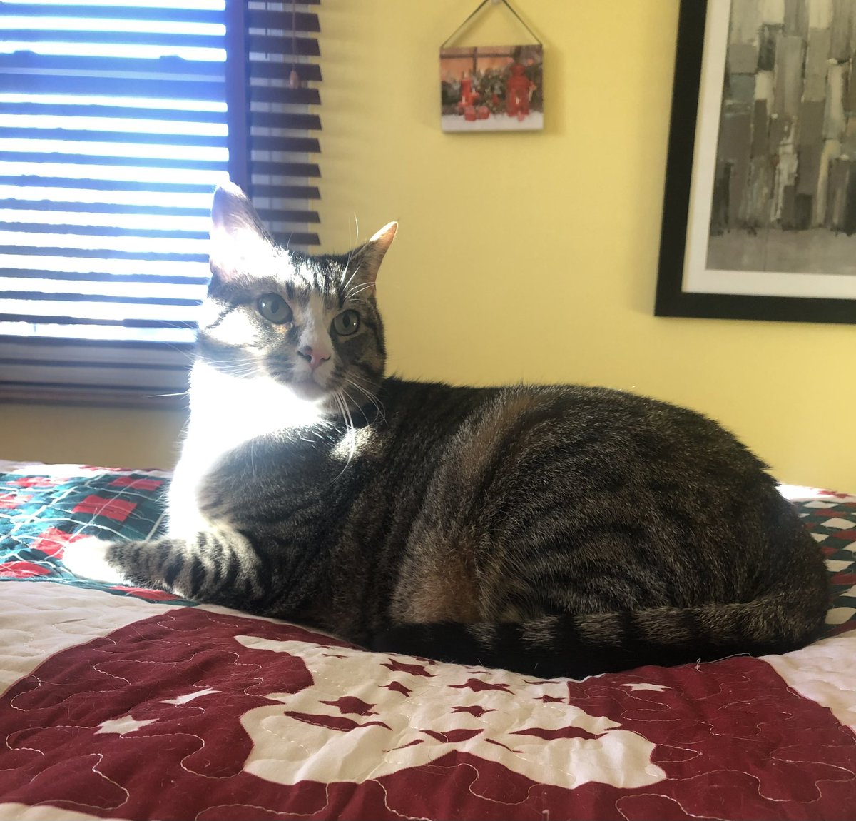 dora_ruby's tweet photo. #catsos Terrible disruption here 😿Mama says 20 more minutes! https://t.co/6CitHjUQLN