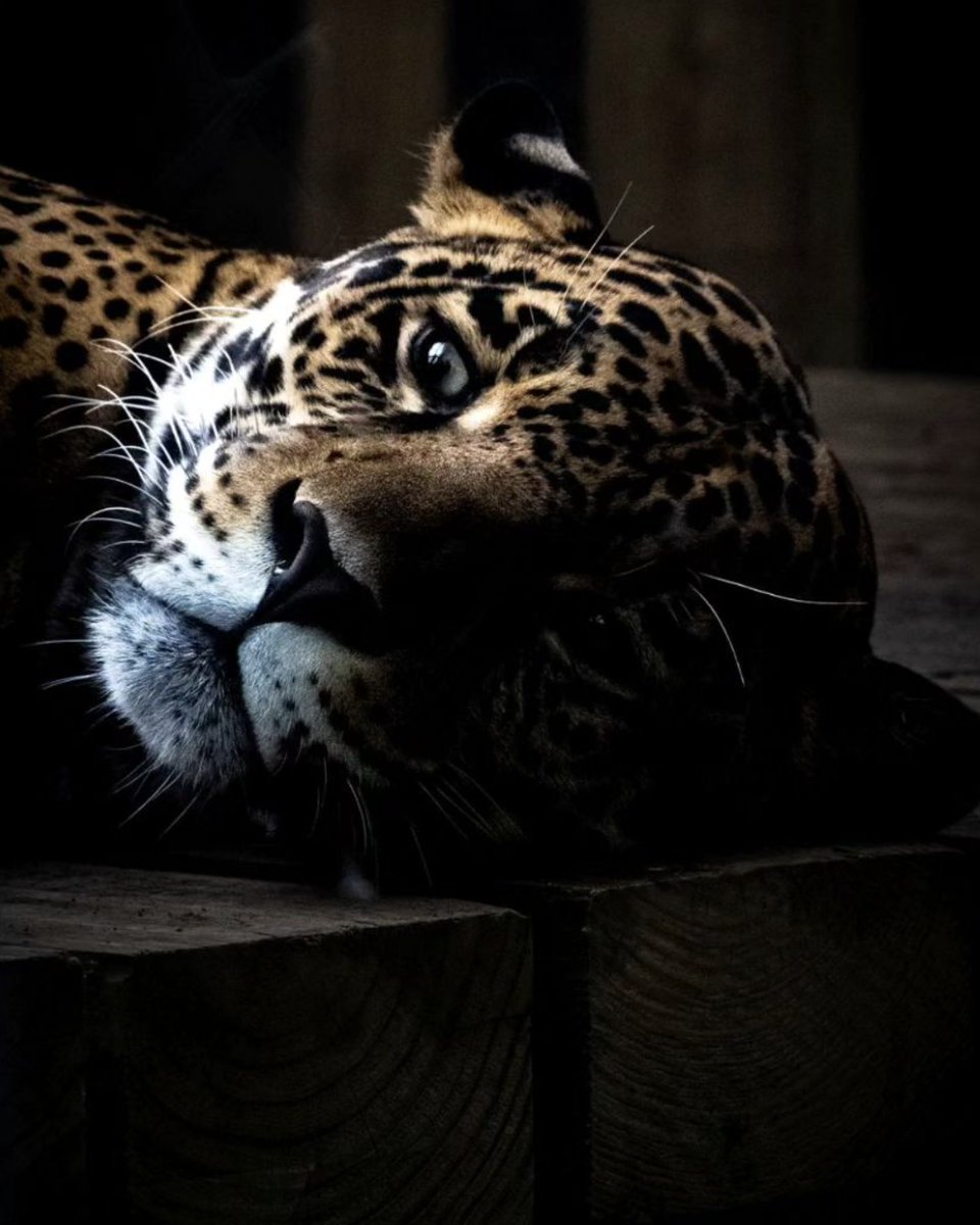 Dillard Film (@dillardfilm) on Twitter photo 