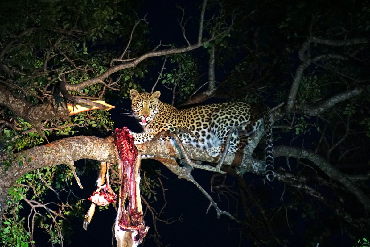 Did you know that Kenya's Masai Mara is not just for day safaris? Join us under the starlit sky as we spot elusive leopards and other nocturnal wonders. 🐆🌌
Discover the #MasaiMaraMagic by night and experience the thrill of #KenyaByNight.  🌟🦁🌌  gorillasafariconsultants.com