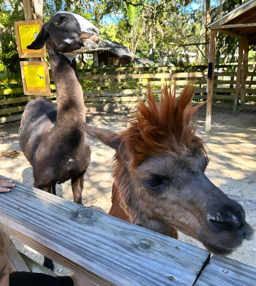 Centralflzoo's tweet photo. Jake, the llama, tests out a new hairstyle, while Andre, the alpaca, sticks to his signature look. Meet them in our Barnyard Buddies area to let them know what you think. 📷: brianstephenmar on IG https://t.co/K0e82UuQwm