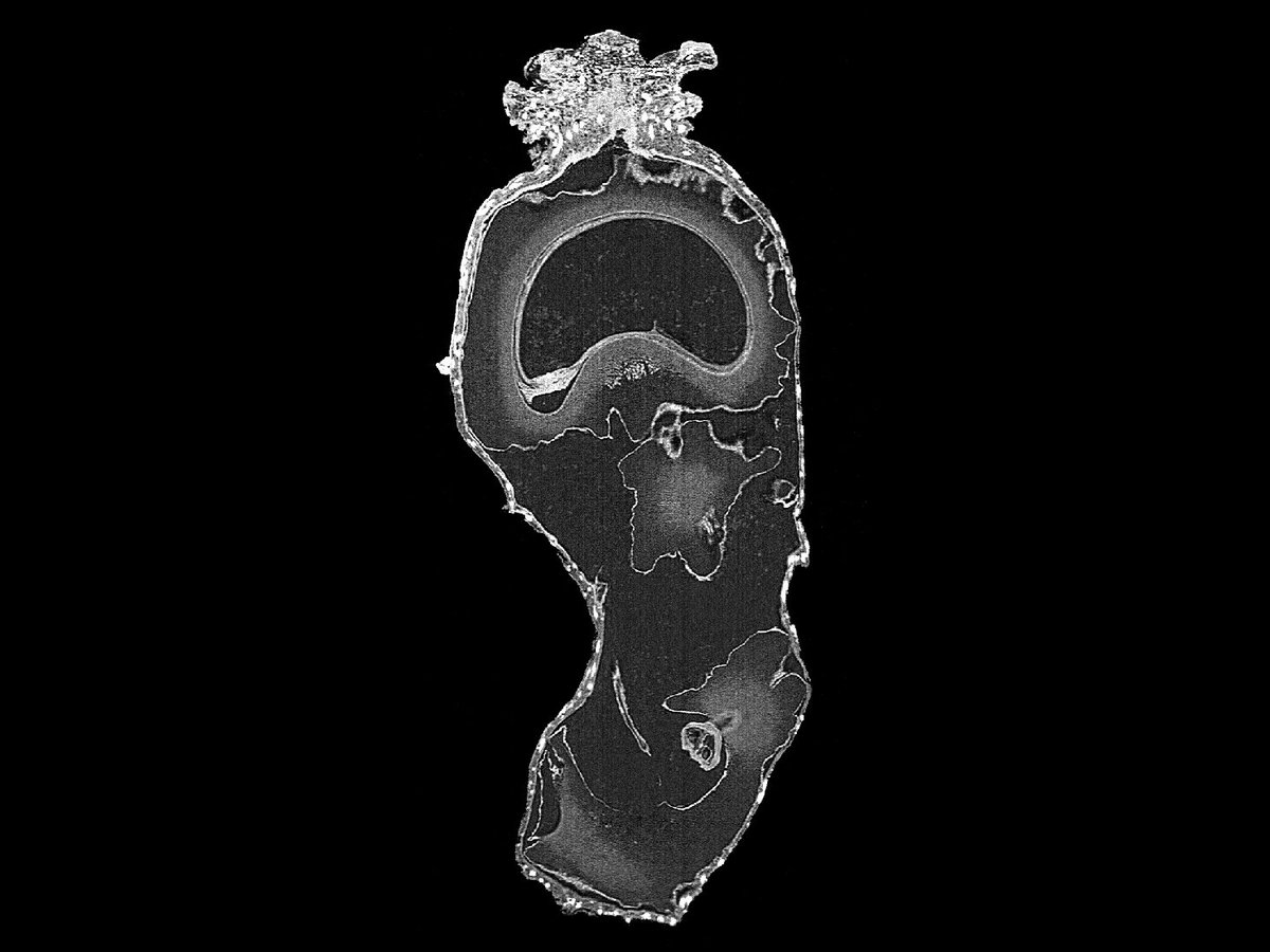 Look at the wonders of seeds and their shapes! 🌱🔍 Take a look at this micro CT scan of Cyrtosperma senegalese seeds – they're campylotropous (bending), with intricate cristate seed coats. The stylar region is full of oxalate crystals! #Seeds #Botany #MicroCT