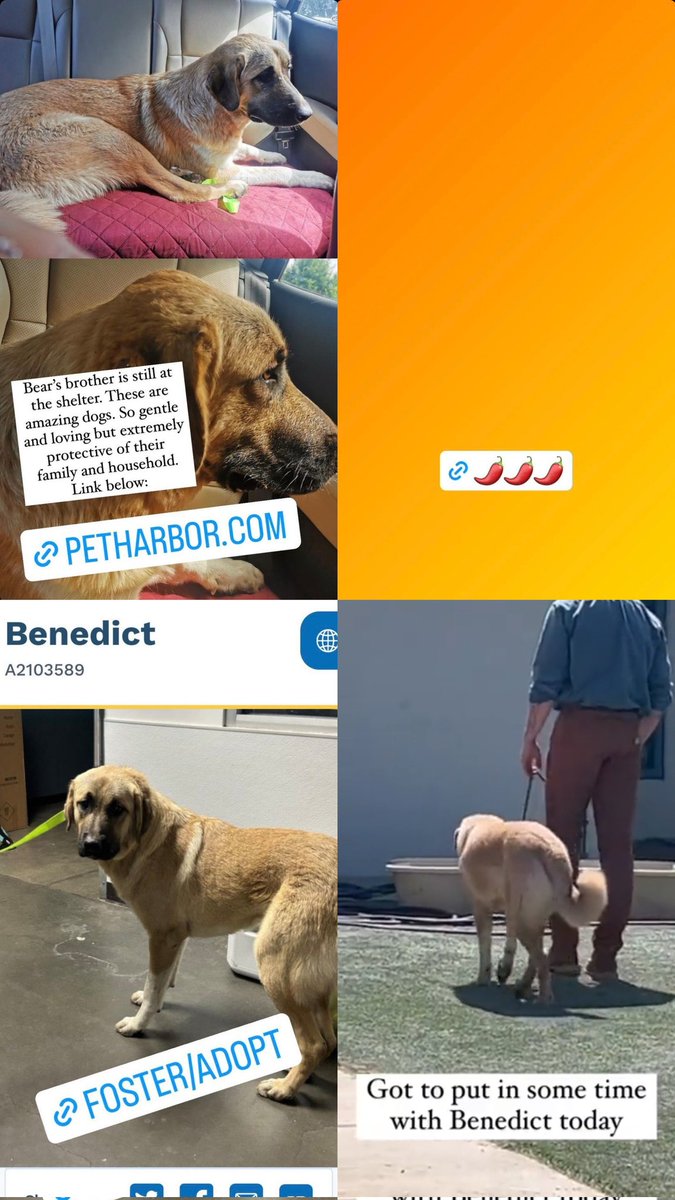 _ParaMaydic's tweet photo. Bear and Oak's story 🥹 https://t.co/FYgbjb5wD7