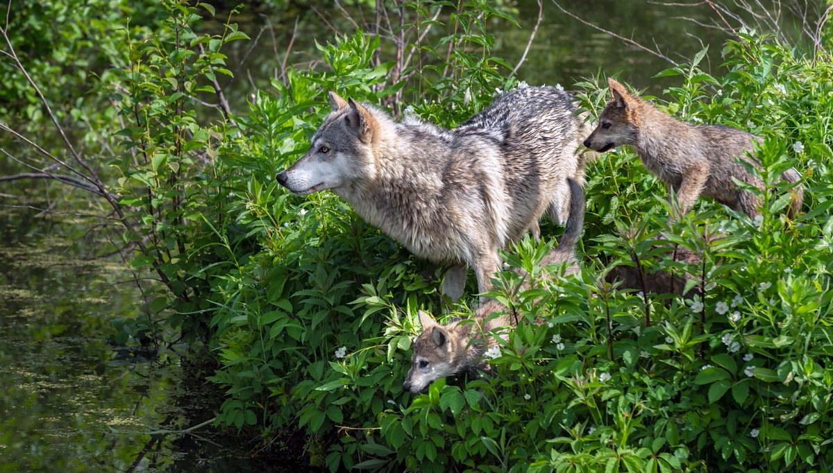 It’s a good day for Gray Wolves! We're celebrating the U.S. Fish and Wildlife Service’s announcement that they're officially reinstating federal protections for Gray Wolves under the Endangered Species Act in 45 U.S. states. #graywolves #endangeredspecies #nature #rewild