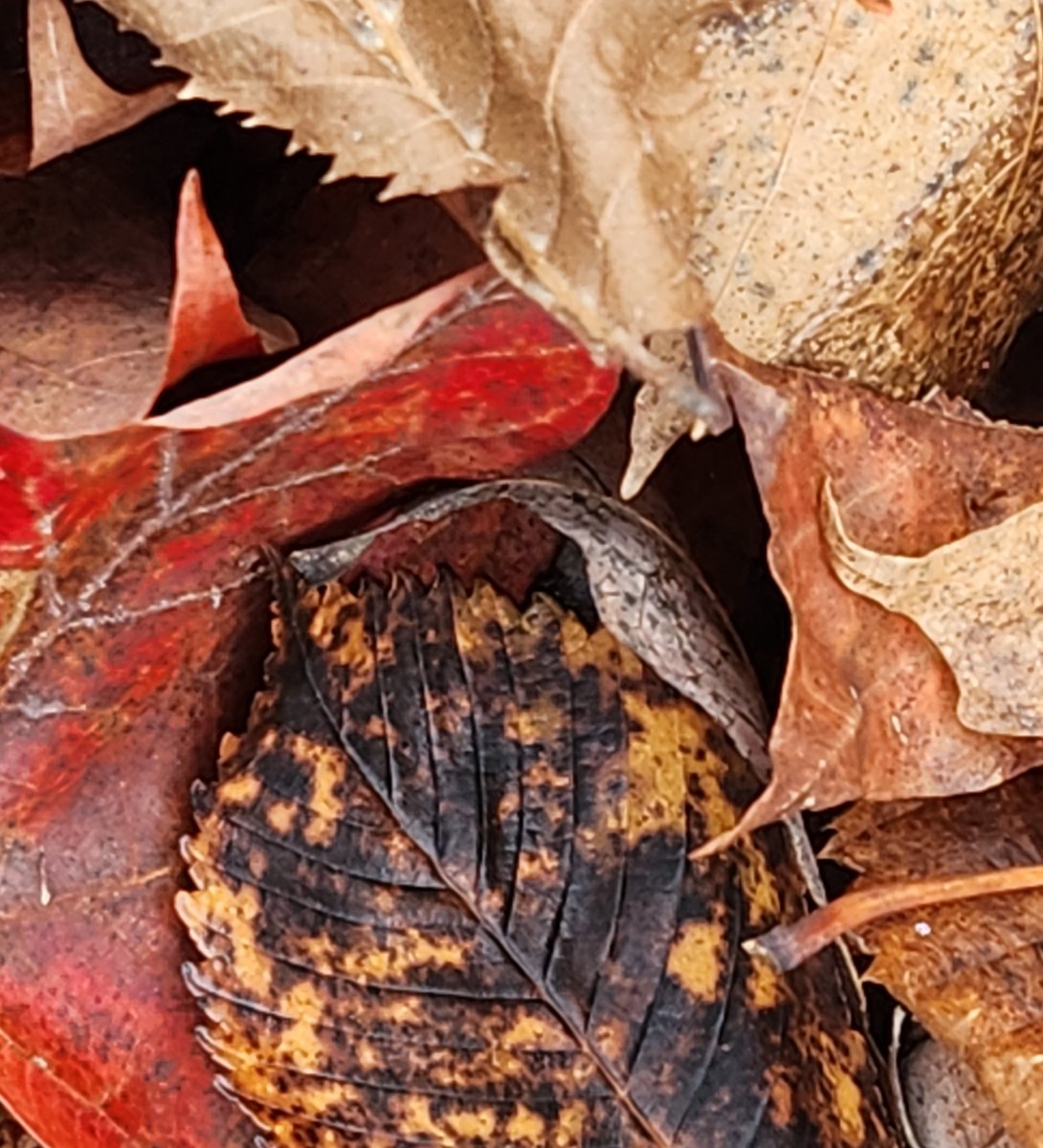 Distraction from the multitude plights in the world for me was recently looking at the leaves on the forest floor. Trees don't fight each other, they work in a harmony. Their leaves nourish the soil on which they live.