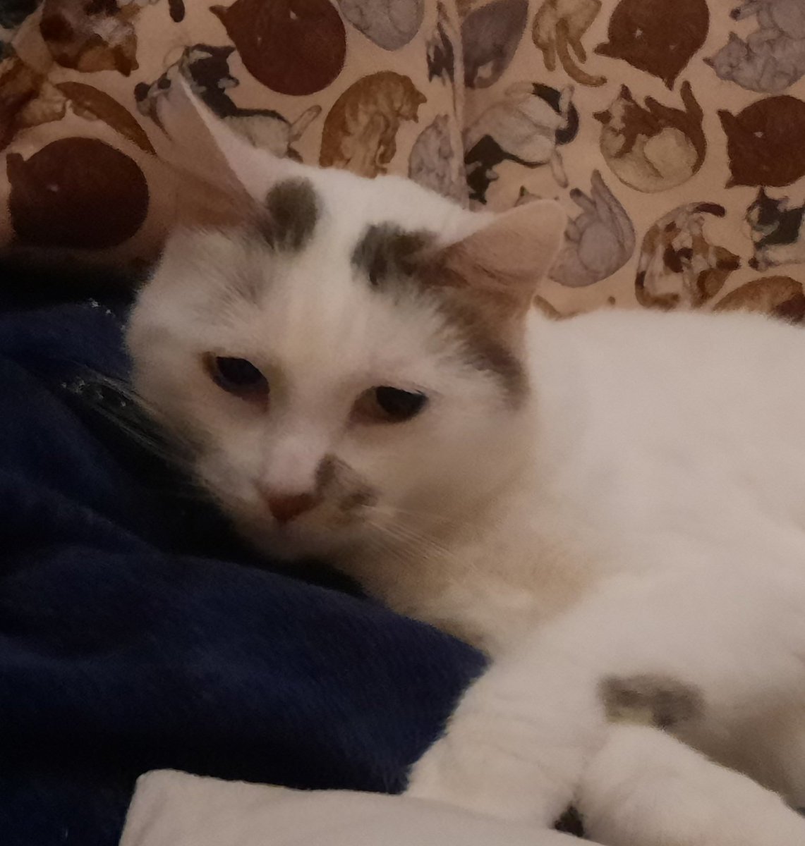 Nimbusdamour's tweet photo. @Mrrraou @HildebertEtCie Ui che pense parce que moi j'ai les deux taches sur les noreilles où qu'il faut gratter https://t.co/psZR3WS0qw