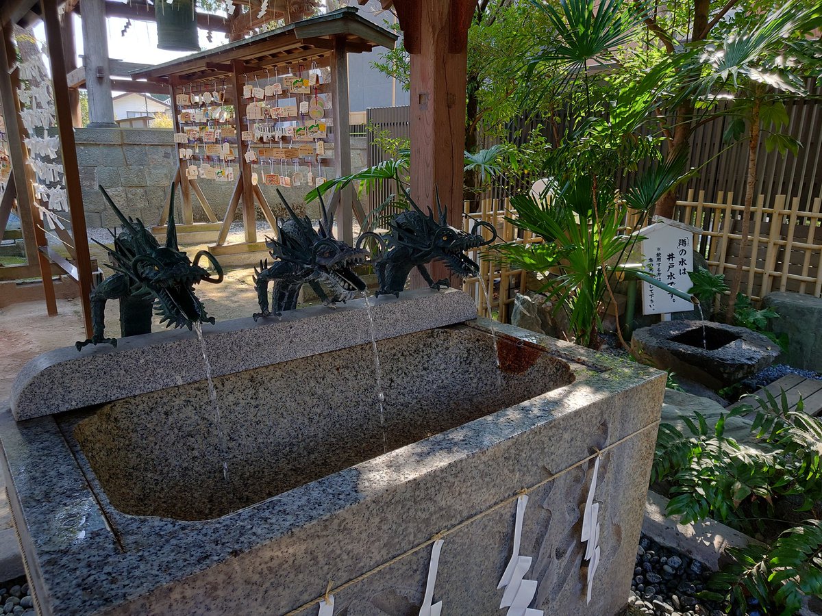 nekoishchannel4's tweet photo. 千葉県本八幡駅近くの葛飾八幡宮でしゅ。ちょうど菊が見頃🖤そして国指定天然記念物の千本イチョウがお美事でした💚♥💛
#ぬいぐるみの時間 #ぬいどり #stuffeddoll #神社巡りが好きな人と繋がりたい #いちょう https://t.co/tItvfx4FY1