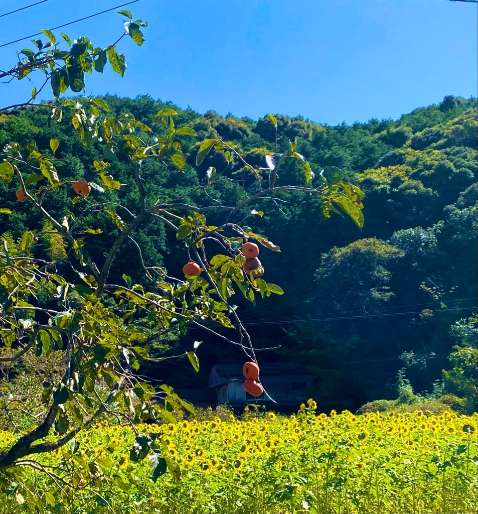 There are persimmons and sunflowers under Japan-autumn-sky.
#TraveltoJapan
#お遍路
#Buddhistpilgrimage