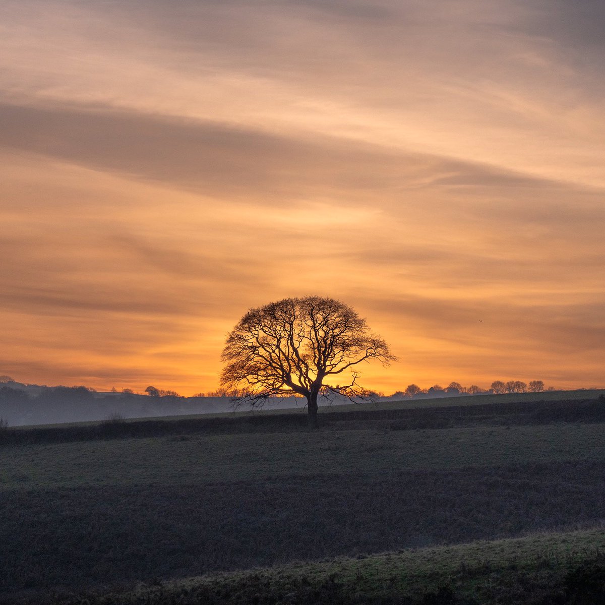 Lone tree November  #sunset near Buckfastleigh #Devon, England #thephotohour #StormHour #redsky