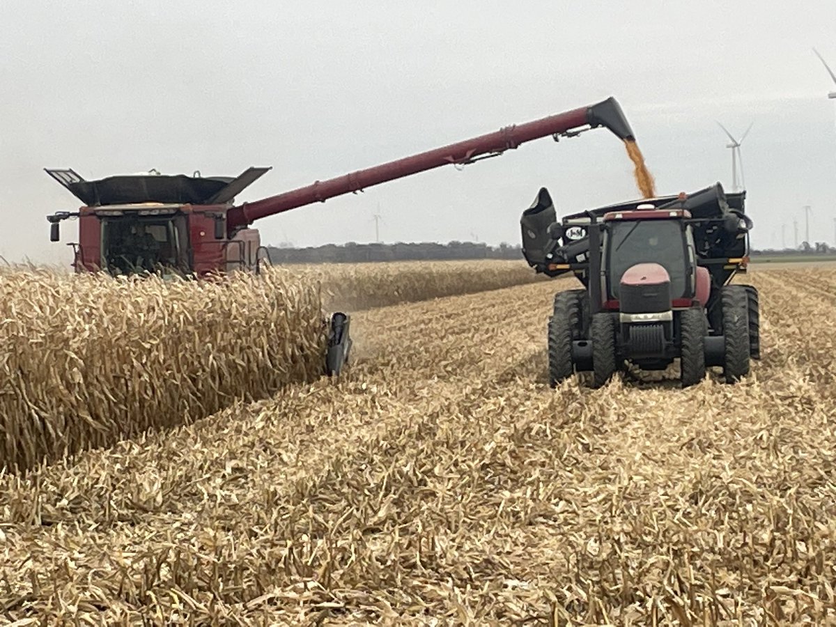 Noggle_Farms's tweet photo. Shell shell shell #Harvest23 https://t.co/rJFhRTR6rf
