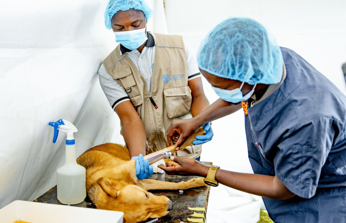 Dr_Laurien_'s tweet photo. Honored to join @FAORwanda @RwandaAgriBoard @RBCRwanda 
@VSF_Belgium_🇷🇼 @RwandaVets1 @BugeseraDistr to mark #OneHealthDay2023.

Vaccination campaign &amp; population control through spay &amp; castration target 3000 dogs &amp; cats.#EndRabiesNow  @ovmuhinda @CoumbaDSow @SangwaSifa @au_ibar https://t.co/OYpv7tc2fF