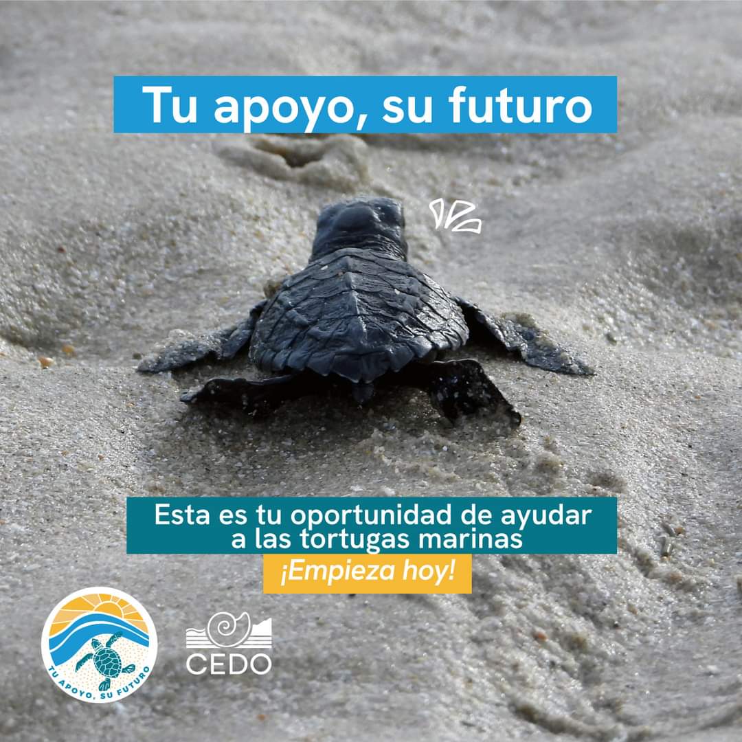 Este #UnDíaParaDar, te invitamos a unirte en una misión vital para proteger a las tortugas marinas que visitan las costas de Puerto Peñasco, Sonora, en el norte del Golfo de California. 🌊 Entra ahora al siguiente enlace y descubre cómo puedes aportar:👇👇 give.cedo.org/tortugas