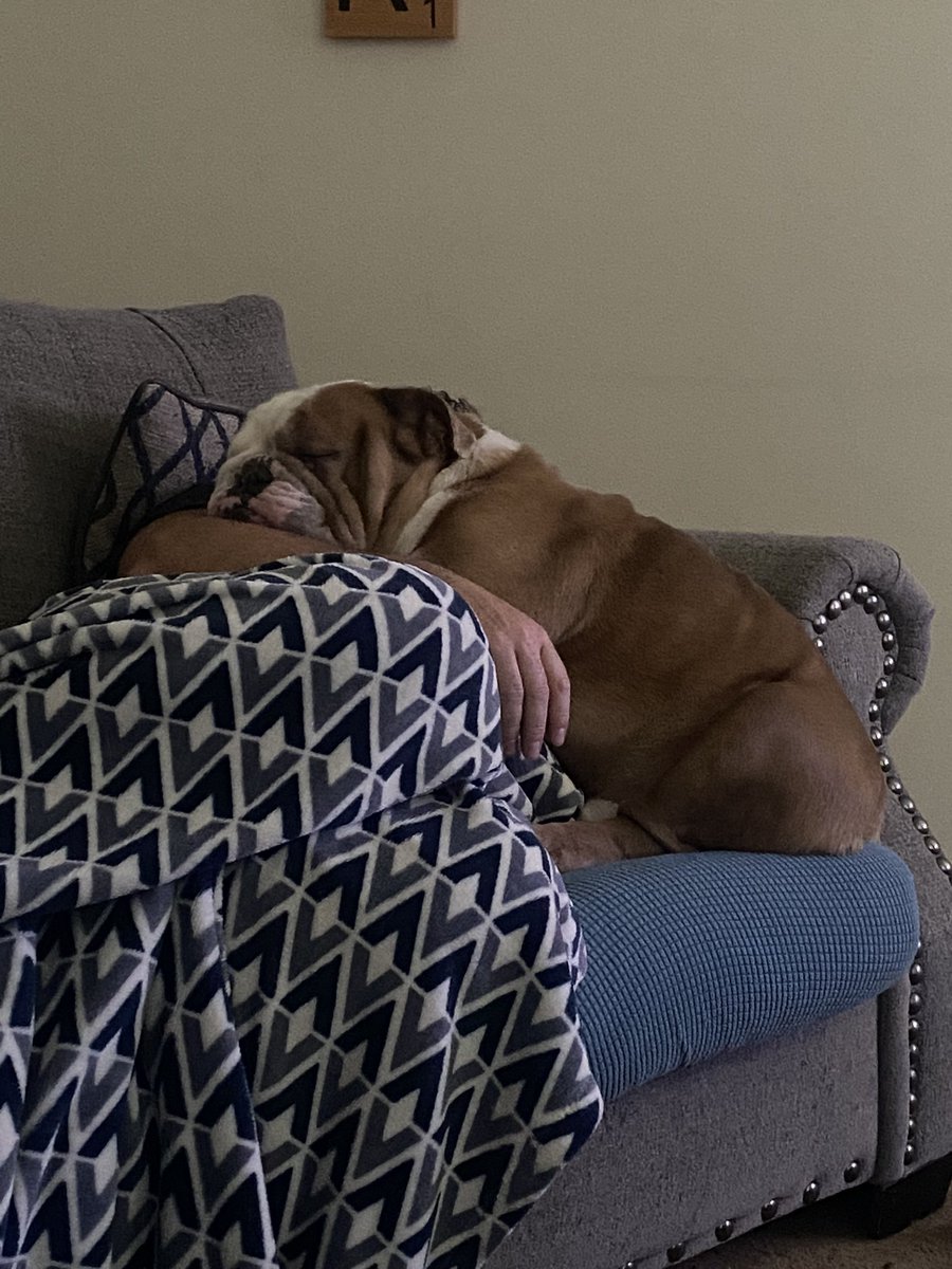 When it’s been a long week, you fall asleep on dad. #Englishbulldog