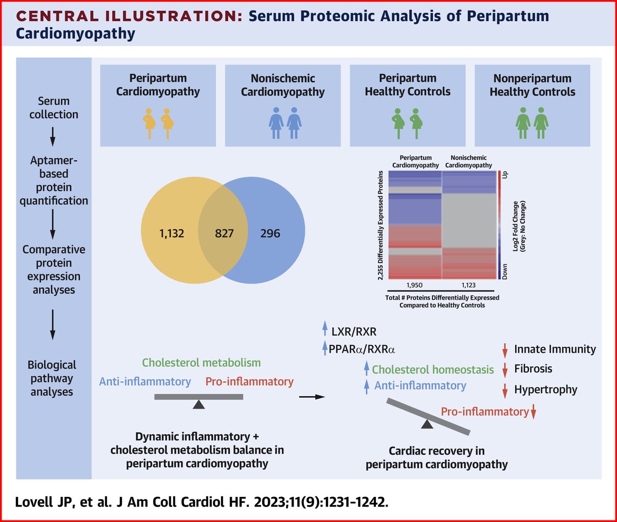 MissouriACC's tweet photo. Per serum proteomic profiling, #PeripartumCMP is an inflammatory disease marked by dysregulation of inflammatory & cholesterol metabolism-related pathways, w/ activation of RXR-mediated pathways potentially contributing to cardiac recovery. https://t.co/xlI1Tw4Pri
#JACCHF https://t.co/sy1rbZQaUK