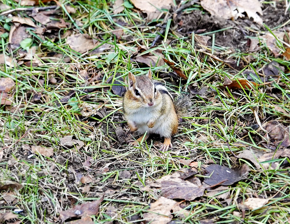 WildAdks's tweet photo. Eastern Chipmunks pack their nuts & seeds into food pouches to transport back to the burrow. Eastern Chipmunk , Essex County, NY (3 November 2023). https://t.co/zU3rRrAUyx
#EasternChipmunk #Chipmunk #AdirondackMammals #backyardwildlife #AdirondackWildlife #AutumnWatchAdirondacks https://t.co/VSmlrKS6UO