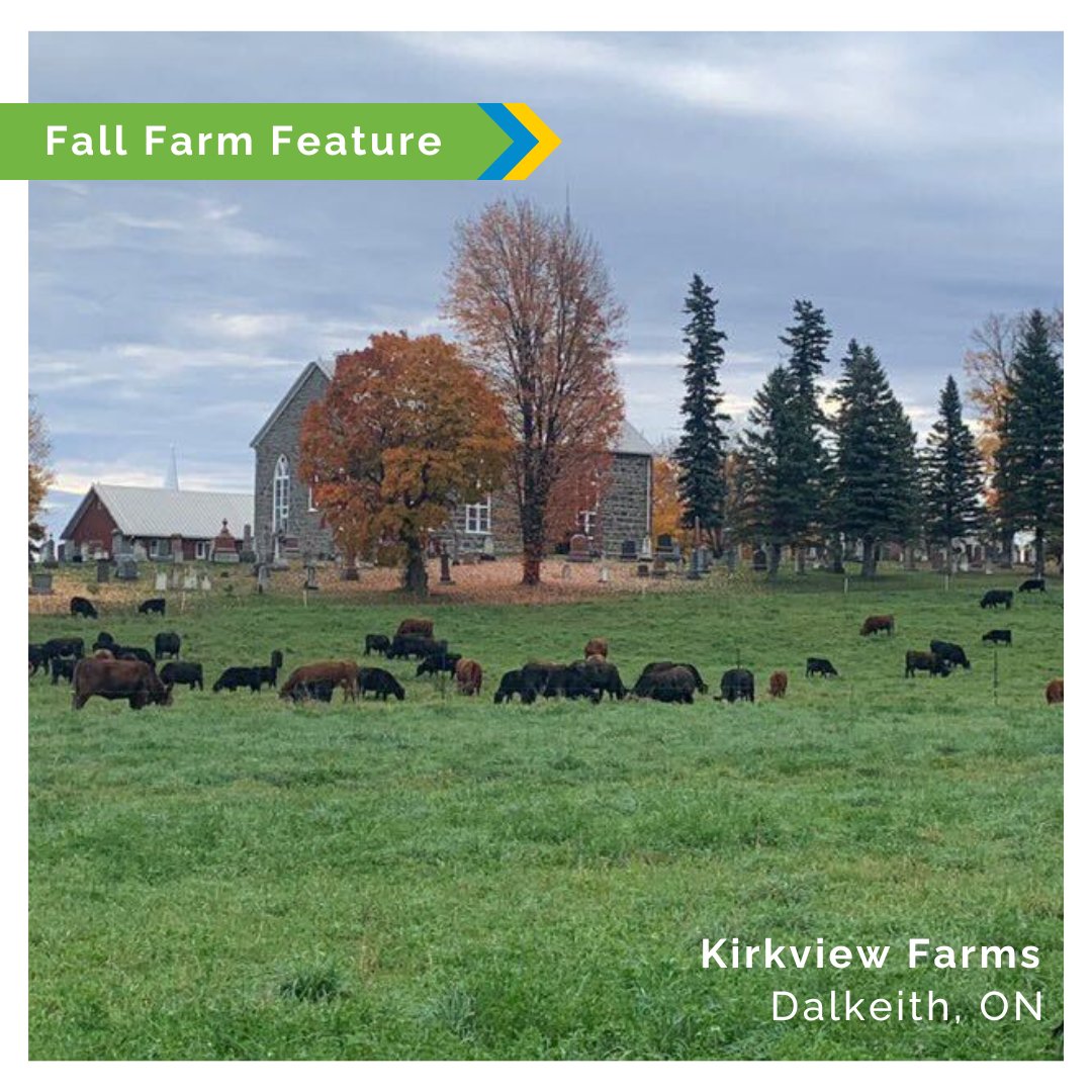 #FarmFriday feature ✨ 📸 @KirkviewFarms 📍 Kirkview Farms near Dalkeith, ON 💬 'This is our cow-calf herd and they are enjoying the fall foliage and forage.' •••• Share your favourite farm photos with us! 📨 Email office@nfuontario.ca to submit your photos #OntAg #CdnAg