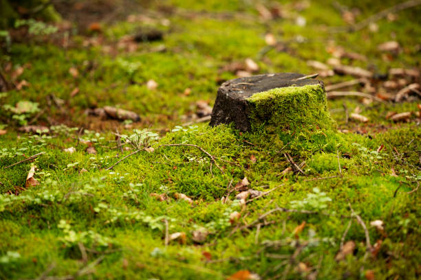KBStumps's tweet image. Tree stumps can obstruct new plant growth and take up valuable space. Stump grinding allows for better utilization of your landscape and promotes healthy growth. #LandscapeTips #HealthyGrowth